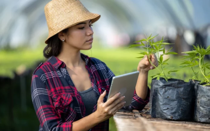 Young woman monitoring cannabis women